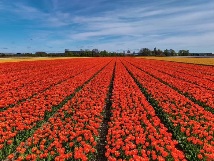 Framed Print : Field of Red Tulips, Holland, Netherlands Framed Print : Field of Red Tulips, Holland, Netherlands
