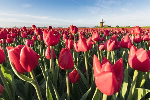 Field of red tulips and windmill on the background. Koggenland, North Holland province