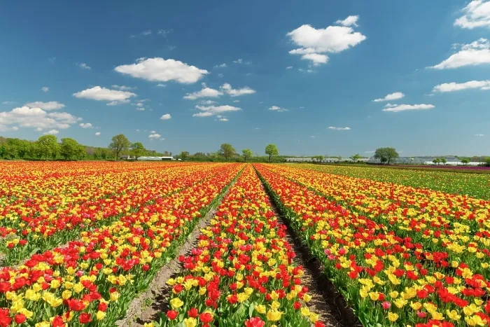 Framed Print : Field of Red and Yellow Tulips, near Noordwijkerhout, Holland, Netherlands Framed Print : Field of Red and Yellow Tulips, near Noordwijkerhout, Holland, Netherlands