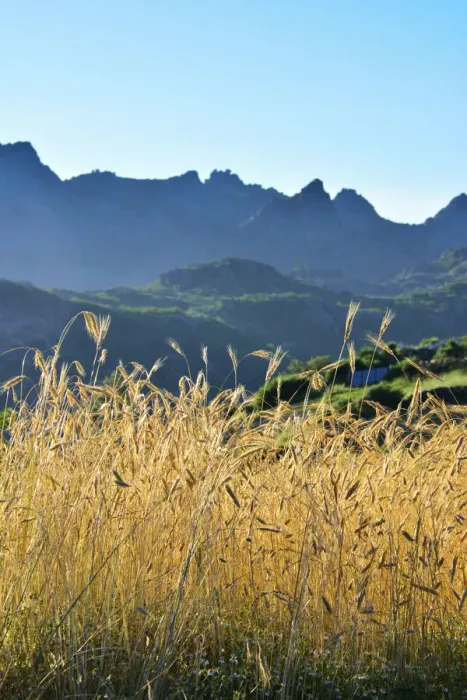 Framed Print : A field of rye at sunset with the mountain range of Pitoes das Junias in the background Framed Print : A field of rye at sunset with the mountain range of Pitoes das Junias in the background