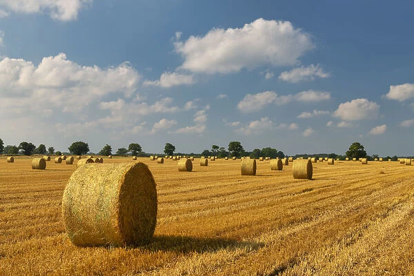 Field of Strawbales, Blofield, Norfolk, England