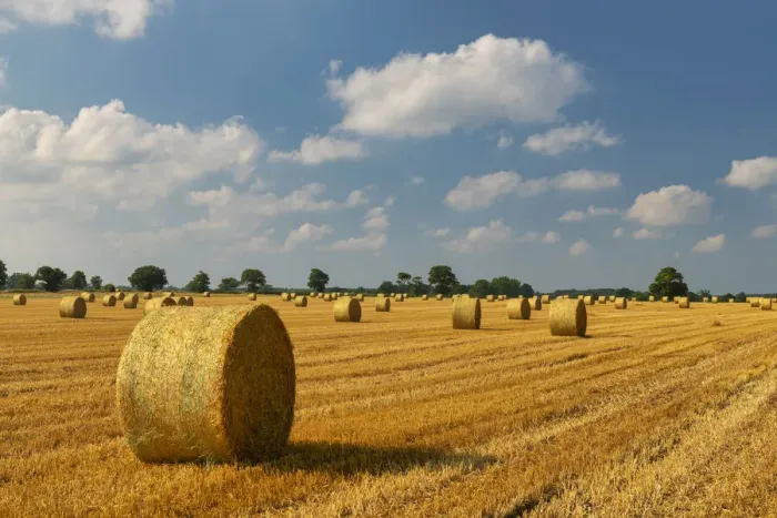 Framed Print : Field of Strawbales, Blofield, Norfolk, England Framed Print : Field of Strawbales, Blofield, Norfolk, England