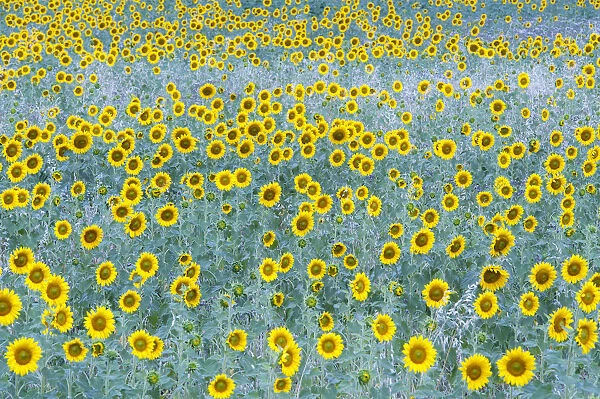 A field of sunflower in bloom in a cloudy days dim light, Provence, France
