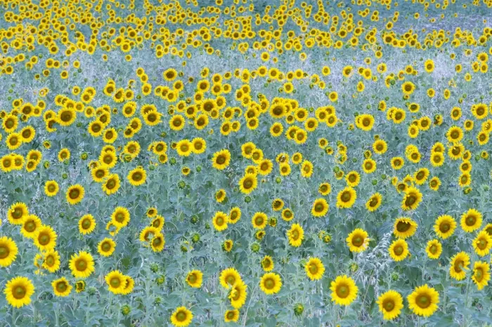Framed Print : A field of sunflower in bloom in a cloudy days dim light, Provence, France Framed Print : A field of sunflower in bloom in a cloudy days dim light, Provence, France