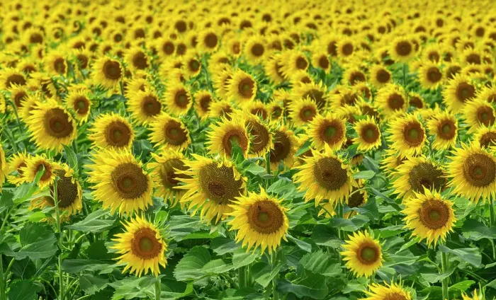 Framed Print : Field of Sunflowers, Aragon, Spain Framed Print : Field of Sunflowers, Aragon, Spain