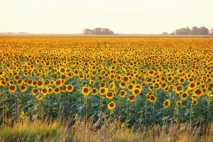 Framed Print : A field of sunflowers in the Argentine pampas, Colmar, Buenos Aires province, Argentina Framed Print : A field of sunflowers in the Argentine pampas, Colmar, Buenos Aires province, Argentina