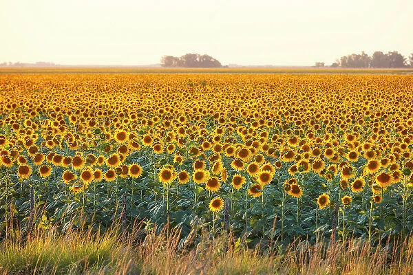 A field of sunflowers in the Argentine pampas, Colmar, Buenos Aires province, Argentina