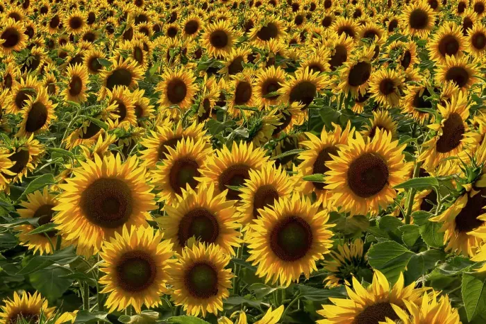 Framed Print : Field of Sunflowers, Assisi, Umbria, Italy Framed Print : Field of Sunflowers, Assisi, Umbria, Italy