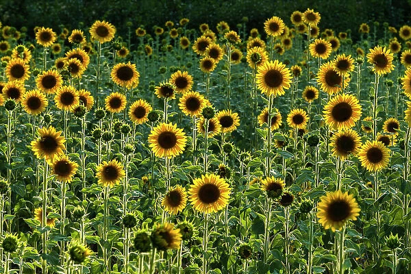 Field of Sunflowers, Castel San Felice, Umbria, Italy
