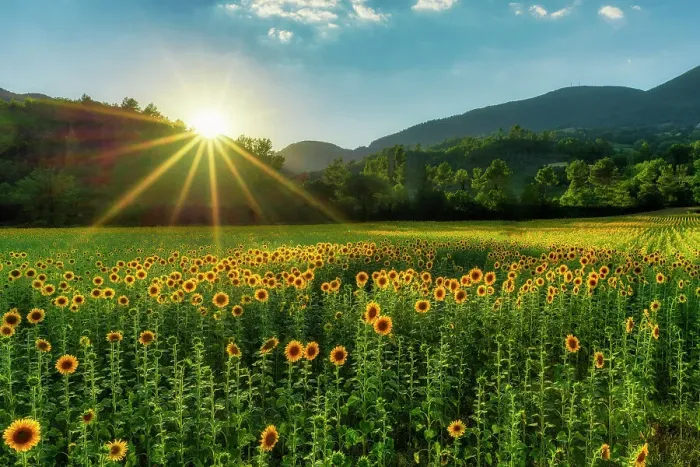 Framed Print : Field of Sunflowers, Castel San Felice, Umbria, Italy Framed Print : Field of Sunflowers, Castel San Felice, Umbria, Italy