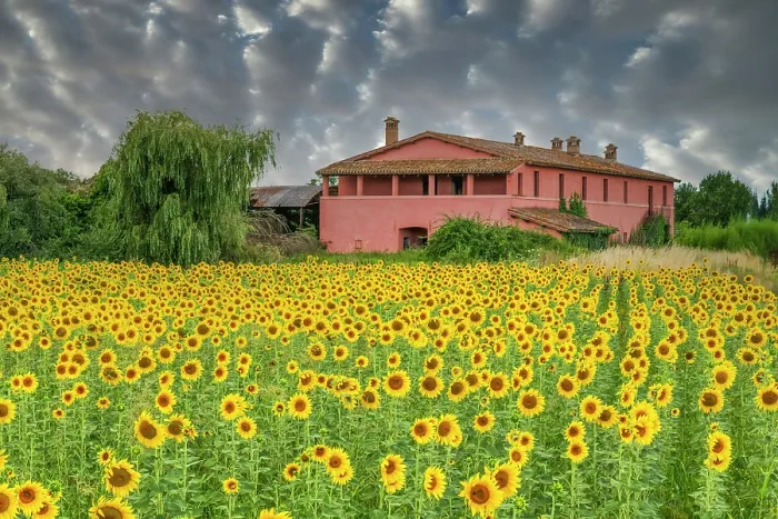 Framed Print : Field of Sunflowers & Farmhouse, Umbria, Italy, Europe Framed Print : Field of Sunflowers & Farmhouse, Umbria, Italy, Europe