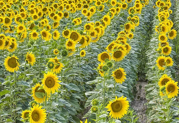A field of sunflowers, Provence, France