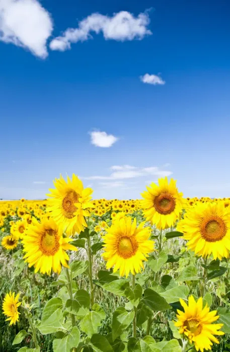 Framed Print : Field of sunflowers, Provence, France