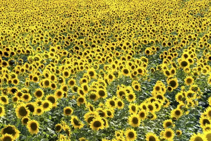 Framed Print : Field of Sunflowers, Provence, France