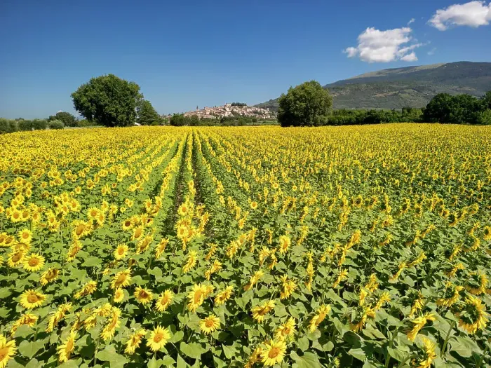 Framed Print : Field of Sunflowers, Spello, Umbria, Italy Framed Print : Field of Sunflowers, Spello, Umbria, Italy