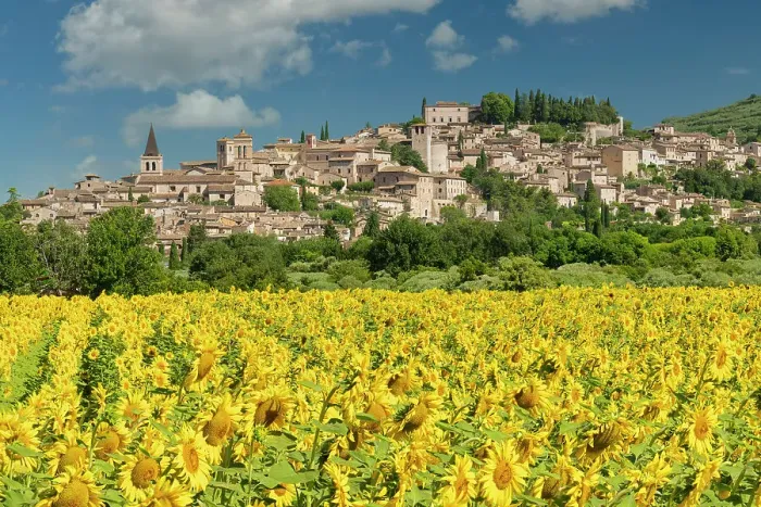 Framed Print : Field of Sunflowers at Spello, Umbria, Italy