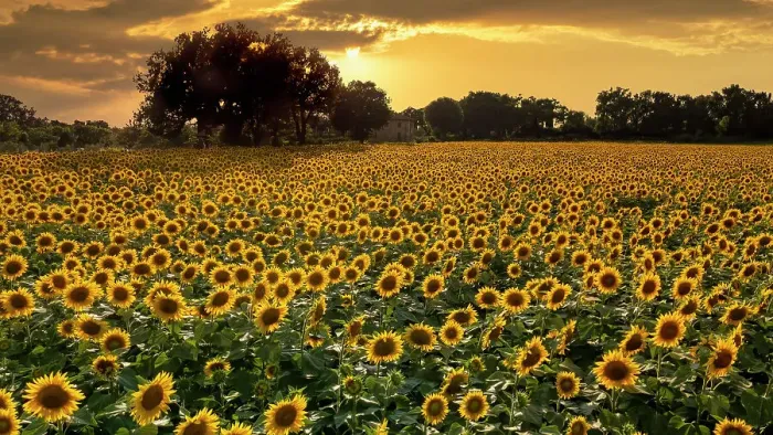 Framed Print : Field of Sunflowers at Sunset, Assisi, Umbria, Italy Framed Print : Field of Sunflowers at Sunset, Assisi, Umbria, Italy