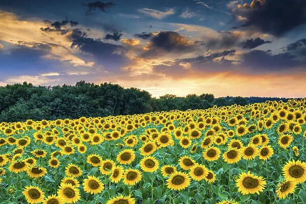 Field of Sunflowers at Sunset, Provence, France