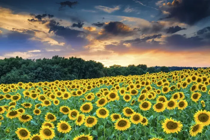Framed Print : Field of Sunflowers at Sunset, Provence, France Framed Print : Field of Sunflowers at Sunset, Provence, France