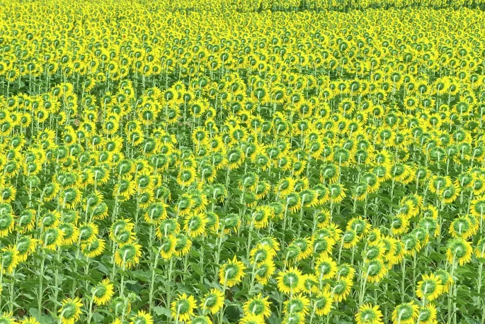 Framed Print : Field of Sunflowers, Umbria, Italy, Europe