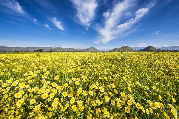 Field of Tidytips Wildflowers, Hemet, California, USA