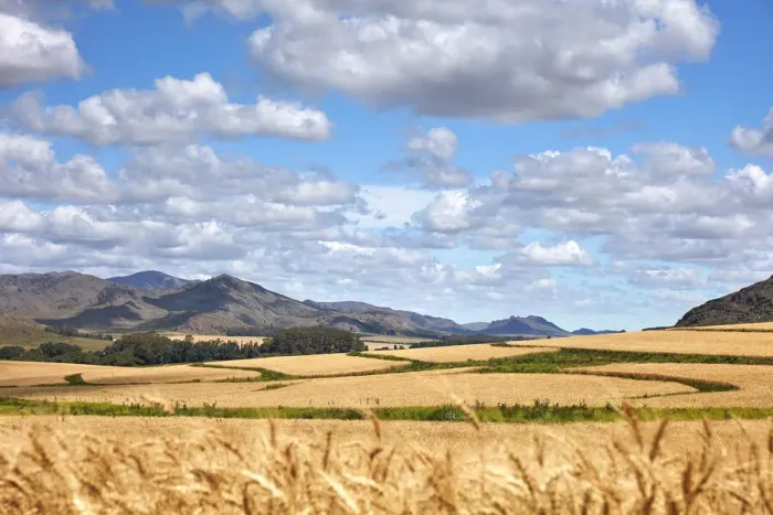Framed Print : A field of wheat in the hills of Sierra de la Ventana, Argentina