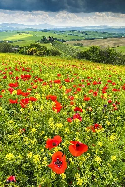 Field of Wildflowers Above Belvedere, Val d Orcia, Tuscany, Italy