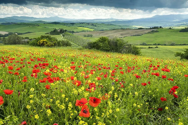 Field of Wildflowers Above Belvedere, Val d Orcia, Tuscany, Italy