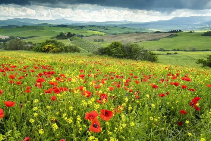 Framed Print : Field of Wildflowers Above Belvedere, Val d Orcia, Tuscany, Italy Framed Print : Field of Wildflowers Above Belvedere, Val d Orcia, Tuscany, Italy