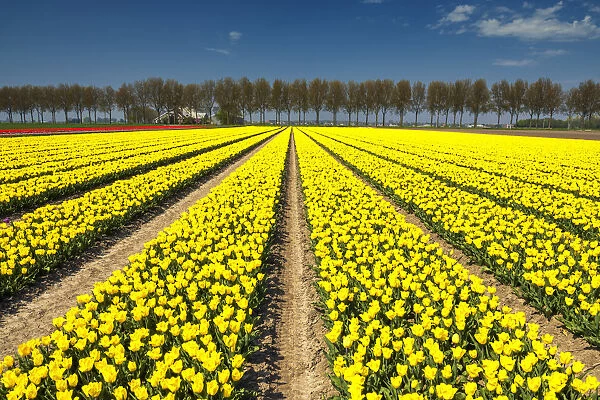 Field of Yellow Tulips, Abbenes, Holland, Netherlands