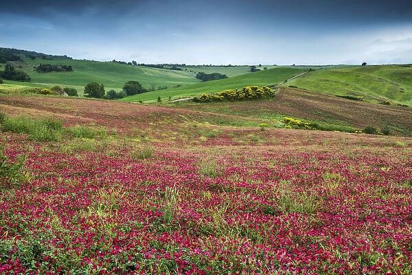 Fields of Clover, Tuscany, Italy