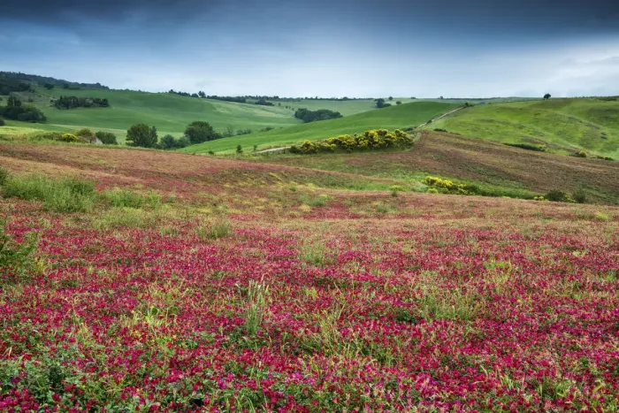 Framed Print : Fields of Clover, Tuscany, Italy Framed Print : Fields of Clover, Tuscany, Italy