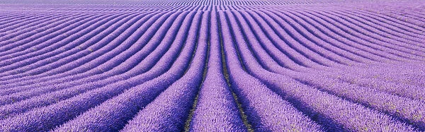 Fields of Lavender, Provence, France