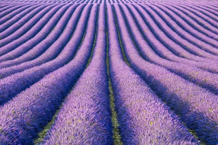 Framed Print : Fields of Lavender, Provence, France Framed Print : Fields of Lavender, Provence, France