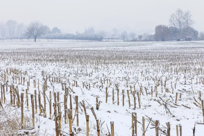 Framed Print : Fields of maize after a rare snowfall, Como province, Lombardy, Italy, Europe Framed Print : Fields of maize after a rare snowfall, Como province, Lombardy, Italy, Europe