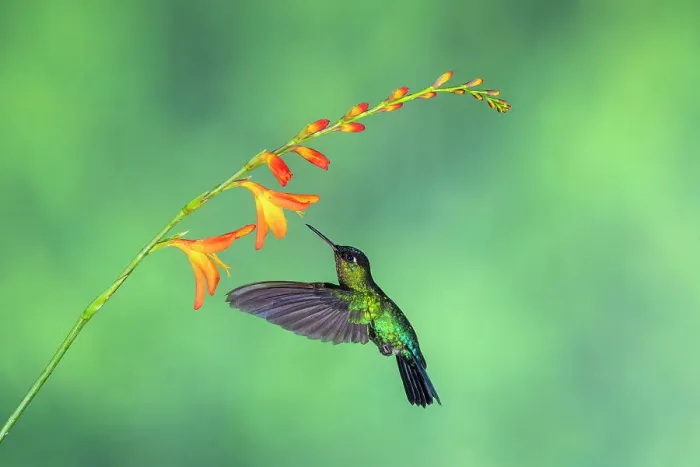 Framed Print : fiery-throated hummingbird (Panterpe insignis), Paraiso Quetzal, San Jose, Costa Rica Framed Print : fiery-throated hummingbird (Panterpe insignis), Paraiso Quetzal, San Jose, Costa Rica