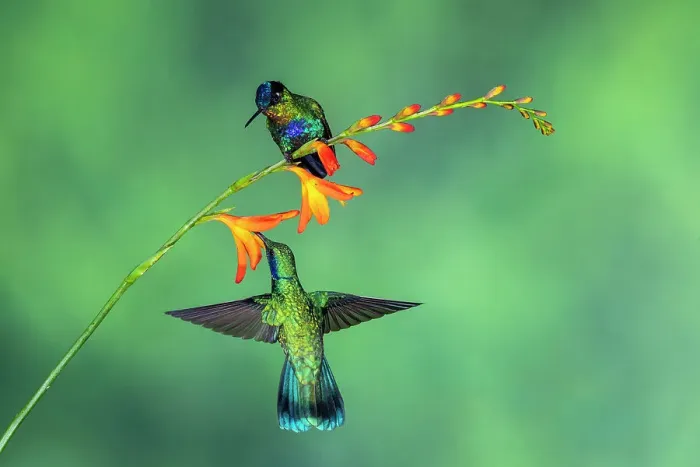 Framed Print : fiery-throated hummingbird (Panterpe insignis), Paraiso Quetzal, San Jose, Costa Rica