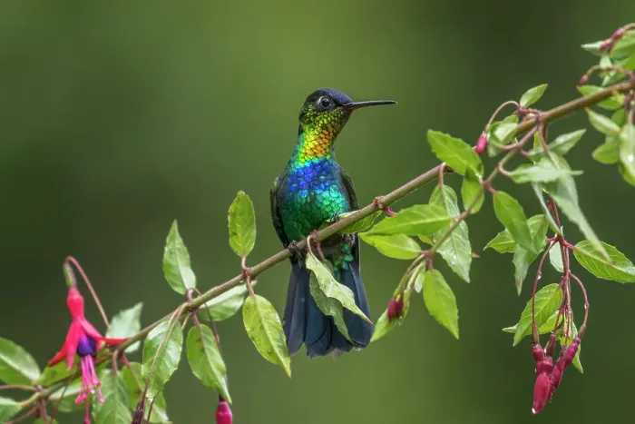 Framed Print : Fiery-throated Hummingbird (Panterpe insignis), Costa Rica Framed Print : Fiery-throated Hummingbird (Panterpe insignis), Costa Rica
