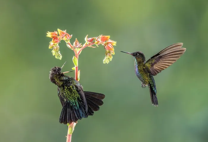 Framed Print : Fiery-throated Hummingbirds (Panterpe insignis), two feeding on Dudleya lanceolata, Costa Rica Framed Print : Fiery-throated Hummingbirds (Panterpe insignis), two feeding on Dudleya lanceolata, Costa Rica