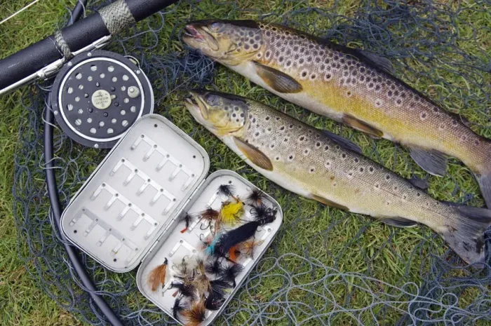 Framed Print : Two fine brown trout caught with dapping fly and rod from a boat on Loch Ba