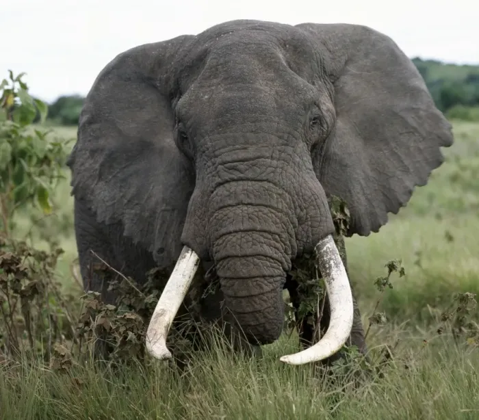 Framed Print : A fine bull elephant, Ngorongoro Crater Framed Print : A fine bull elephant, Ngorongoro Crater