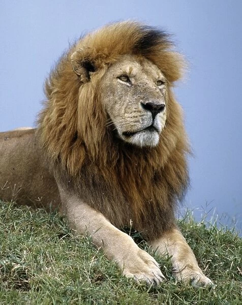 A fine maned lion. Adult male lions weigh up to 500lb