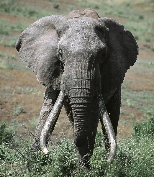 A fine old bull elephant with heavy tusks