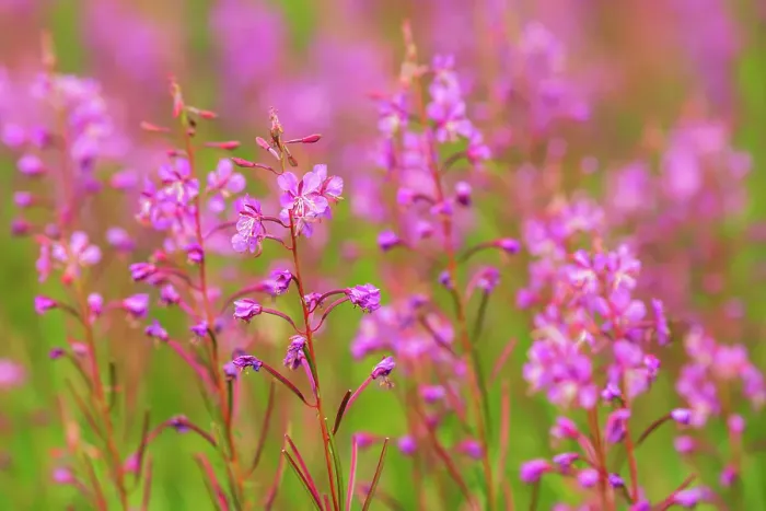 Framed Print : Fireweed (Epilobium sp) at Bow Lake Banff, National Park, Alberta, Canada Framed Print : Fireweed (Epilobium sp) at Bow Lake Banff, National Park, Alberta, Canada