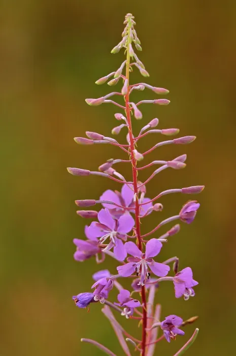 Framed Print : Fireweed (Epilobium sp.) Ear Falls, Ontario, Canada