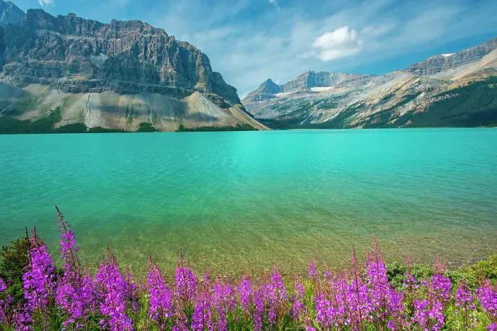 Framed Print : Fireweed (Epilobium sp) in the foreground of Bow Lake with Crowfoot Mountain on the left, Banff National Park, Alberta, Canada Framed Print : Fireweed (Epilobium sp) in the foreground of Bow Lake with Crowfoot Mountain on the left, Banff National Park, Alberta, Canada