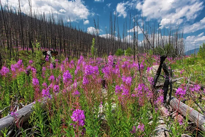 Framed Print : Fireweed (Epilobium sp.) growing in burnt slopes along the Maligne Lake Road. Jasper National Park, Alberta, Canada