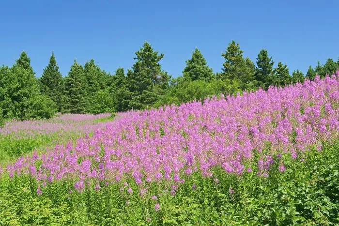 Framed Print : Fireweed Fireweed (Epilobium sp. ) wildflowers St. George_De-Malbaie, Quebec, Canada Framed Print : Fireweed Fireweed (Epilobium sp. ) wildflowers St. George_De-Malbaie, Quebec, Canada