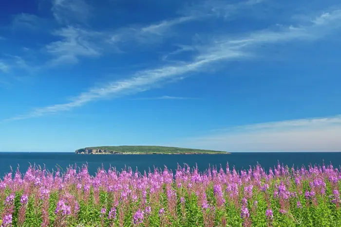 Framed Print : Fireweed wildflowers and Bonaventure Island in the Atlantic Ocean at the end of the Gaspe Peninsula. Parc national de l'Ile-Bonaventure-et-du-Rocher-Perce. Perce, Quebec, Canada Perce, Quebec, Canada Framed Print : Fireweed wildflowers and Bonaventure Island in the Atlantic Ocean at the end of the Gaspe Peninsula. Parc national de l'Ile-Bonaventure-et-du-Rocher-Perce. Perce, Quebec, Canada Perce, Quebec, Canada