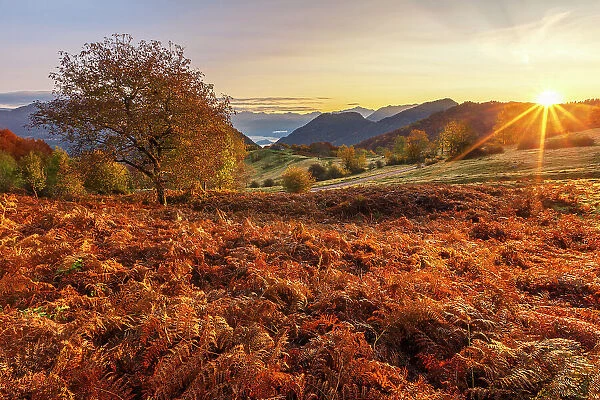 First autumn light on Piano delle Alpi with red ferns. Cerano d'Intelvi, Intelvi valley (val d'Intelvi), lake Como, Como province, Lombardy, Italy